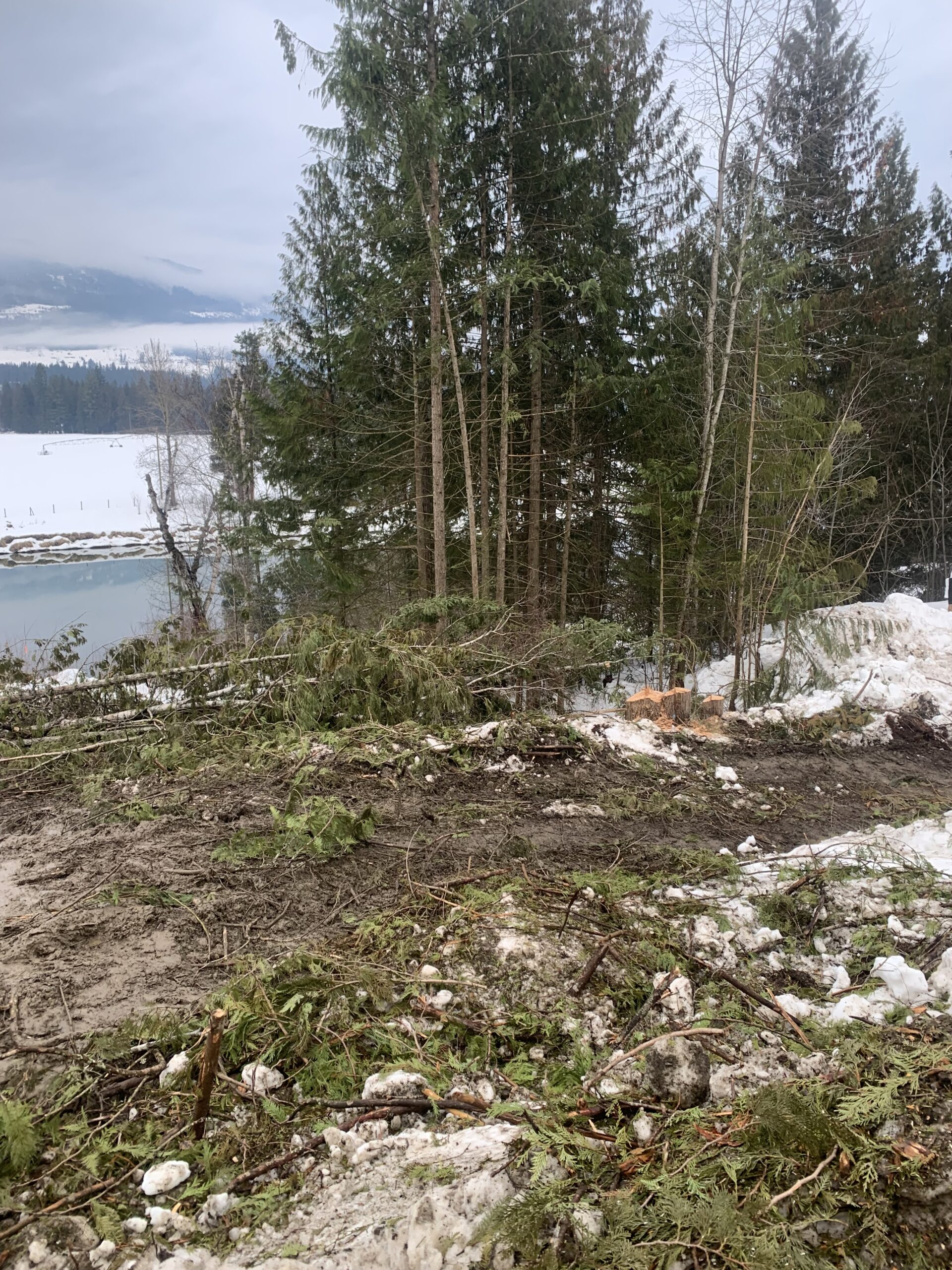 Lot Clearing