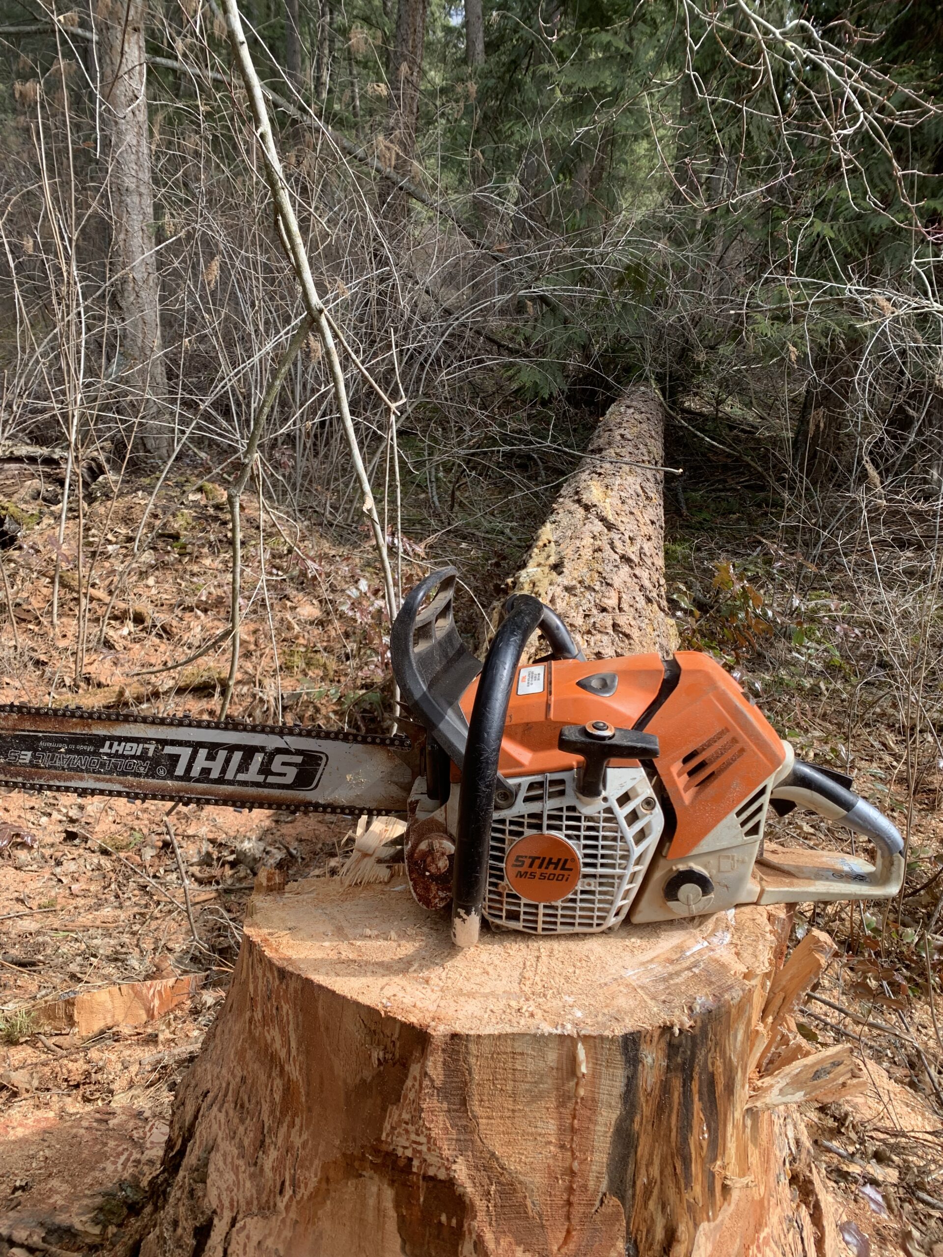 Danger Tree Removal
