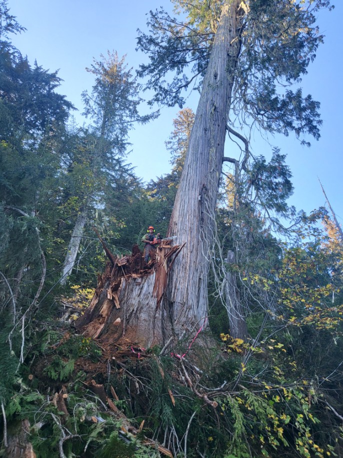Danger Tree Falling
